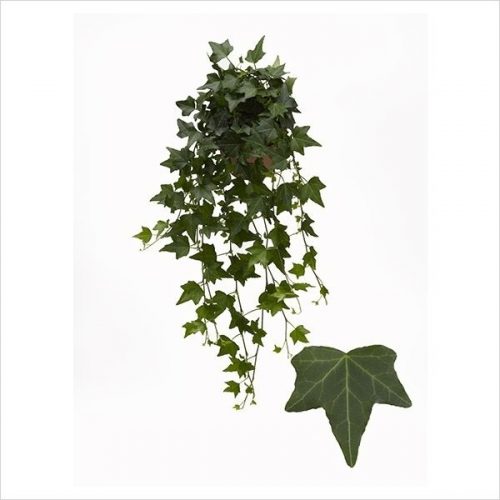 Hedera helix pittsburgh