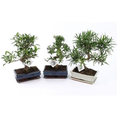 Bonsai mix