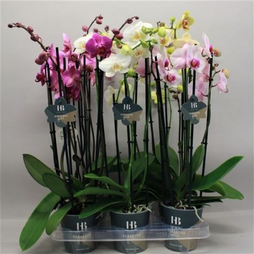 Phalaenopsis mix