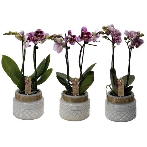 Phalaenopsis multiflora kolibri mix 12990exw