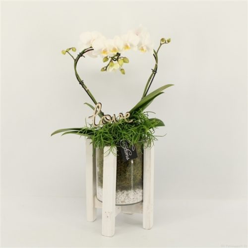 Phalrm-2004w romantic phalaenopsis	-	6	-	Adet
