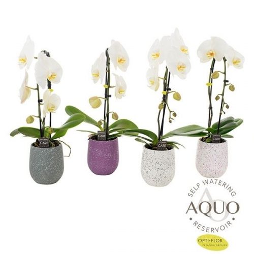 Phalaenopsis wit fontano no.9 cas9am