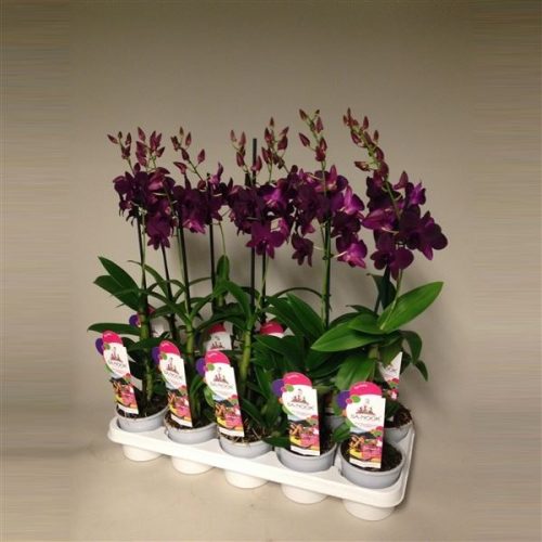 Dendrobium sa-nook donker paars