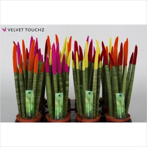 Sansevieria cylindrica spaghetti velvet svt09zk01