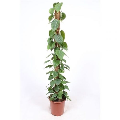 Philodendron scandens