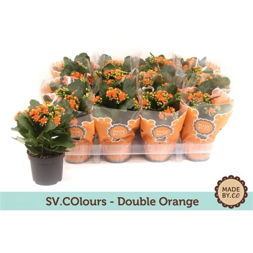 Kalanchoe calandiva oranje