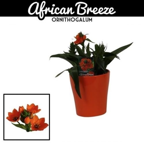 Ornithogalum dubium 3pp oranje