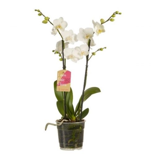 Phalaenopsis multiflora snowflake