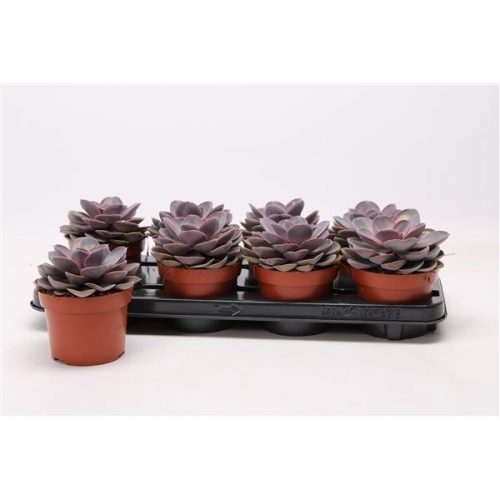 Echeveria purple pearl