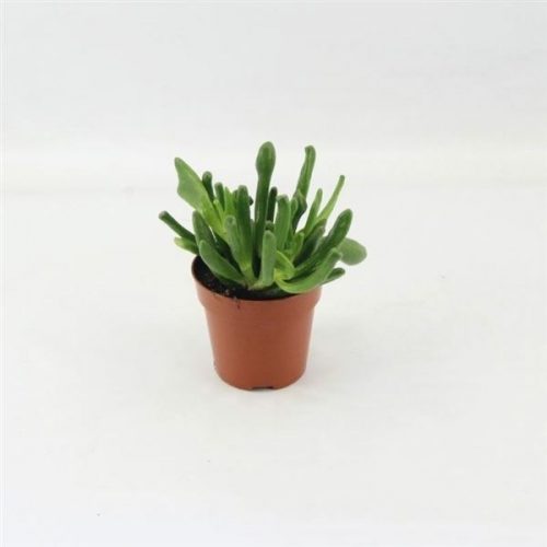 Crassula ovata horn tree