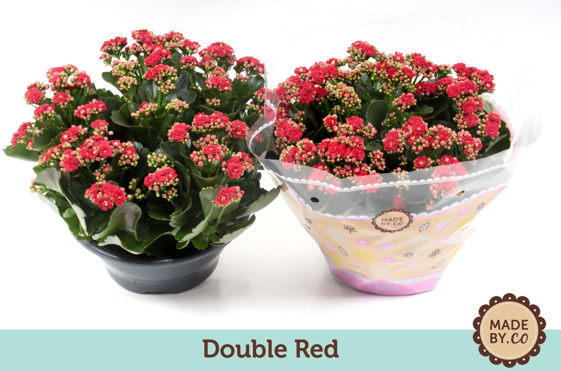 Kalanchoe rosalina rood 1 Kalanchoe rosalina rood