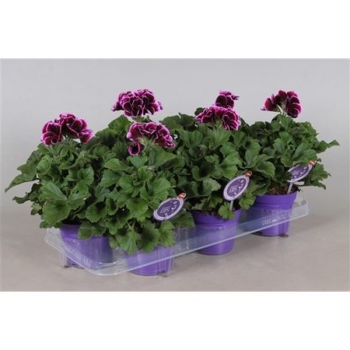Pelargonium grand. paars morelips