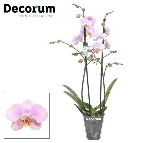 Phalaenopsis pink clouds	phal. pink clouds - 2 spike 12cm	-	4	-	Adet