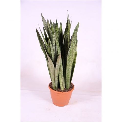Sansevieria zeylanica