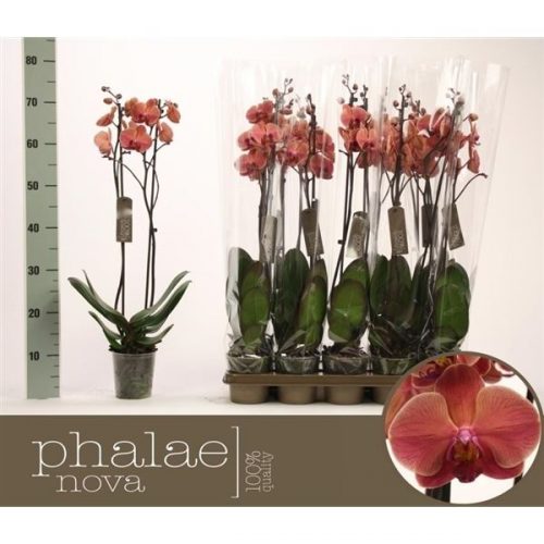 Phalaenopsis october forest