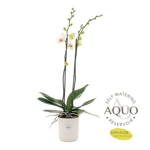 Phalaenopsis bijoux pearl