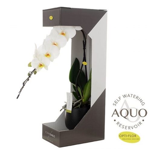 Phalaenopsis formidablo n12