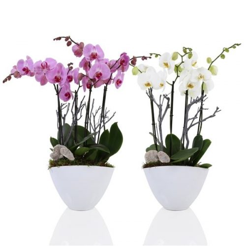Phalaenopsis mix