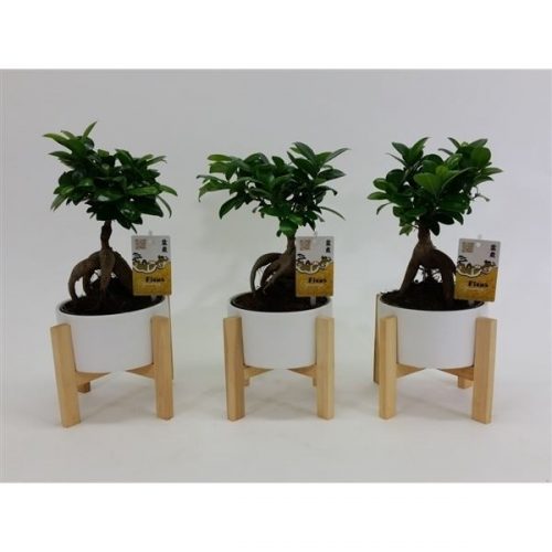 Ficus ginseng 19cm houten tafeltje