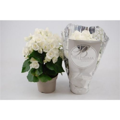 Begonia elatior hl. clara