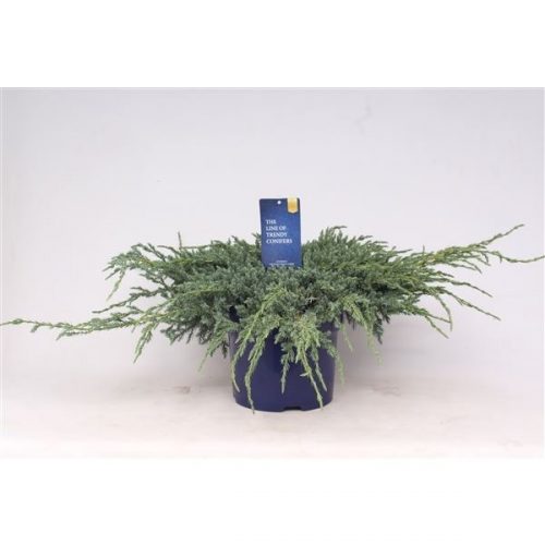 Juniperus squamata blue carpet