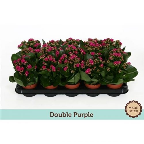 Kalanchoe calandiva paars