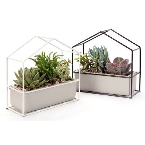 Succulenten mix mt109