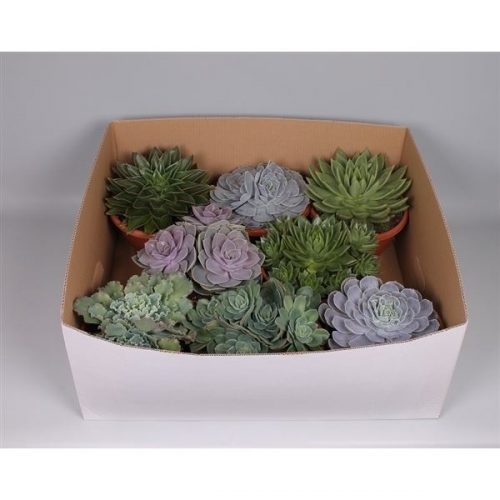 Echeveria mix