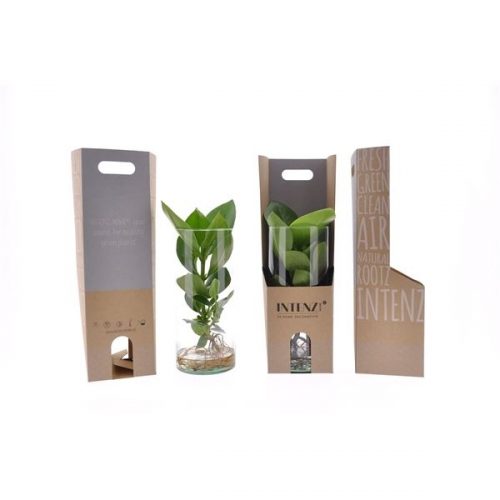 Clusia rosea princess clu12-cy