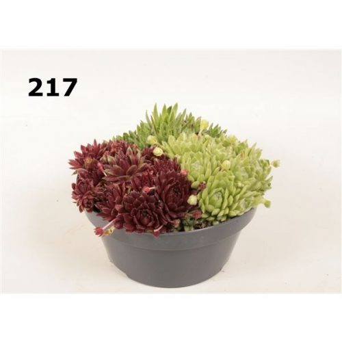 Sempervivum mix schaal