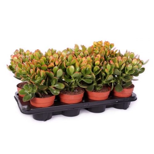 Crassula ovata sunse