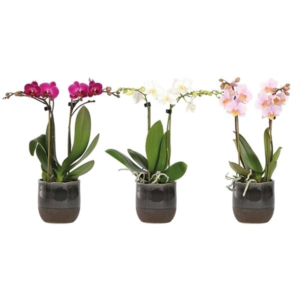 Phalaenopsis multiflora kolibri mix 12860 1 Phalaenopsis multiflora kolibri mix 12860
