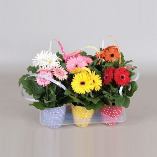 Gerbera mix