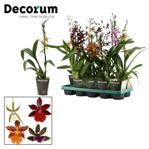 Orchideeen mix duo	 1 tak	-	10	-	Adet