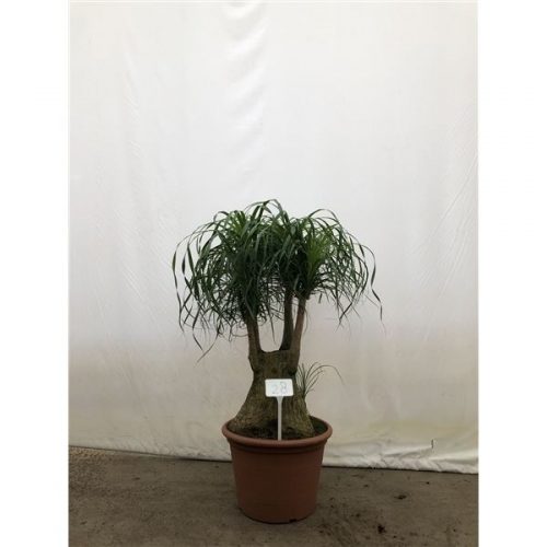 Beaucarnea recurvata vertakt nummer 28