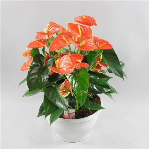 Anthurium andr. prince of oranje