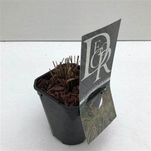 Molinia caerulea variegata