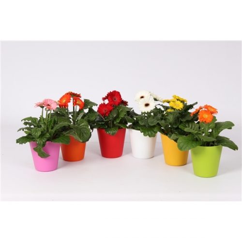 Gerbera mix