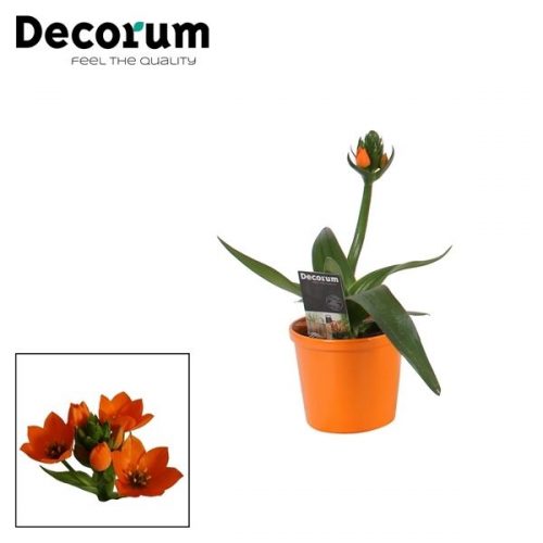 Ornithogalum dubium oranje dtl61201	 1pp in oranje ompot annabel	-	6	-	Adet