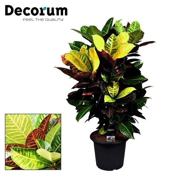 Codiaeum variegatum petra 1 Codiaeum variegatum petra