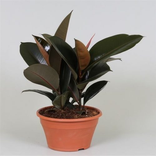 Ficus elastica abidjan
