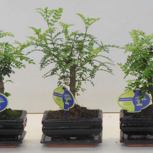 Zanthoxylum piperitum + saucer