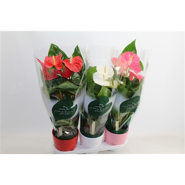 Anthurium andr. mix 1 Anthurium andr. mix