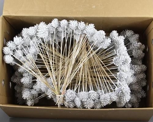 Stick Pine Cone White - Dennenappel h%