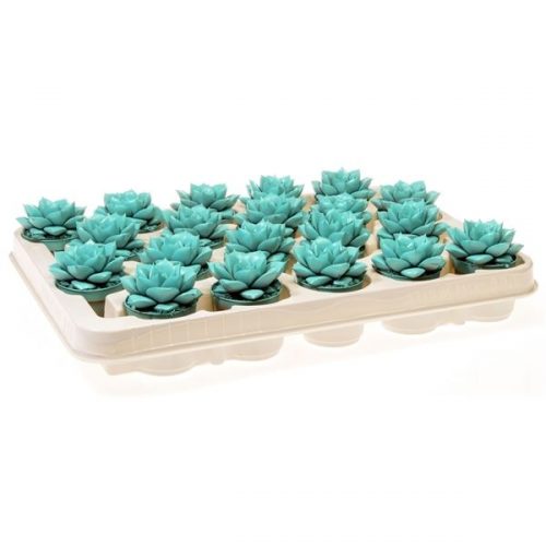 Echeveria rainbow purper mint