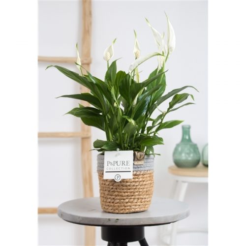 Spathiphyllum chopin pc15-127