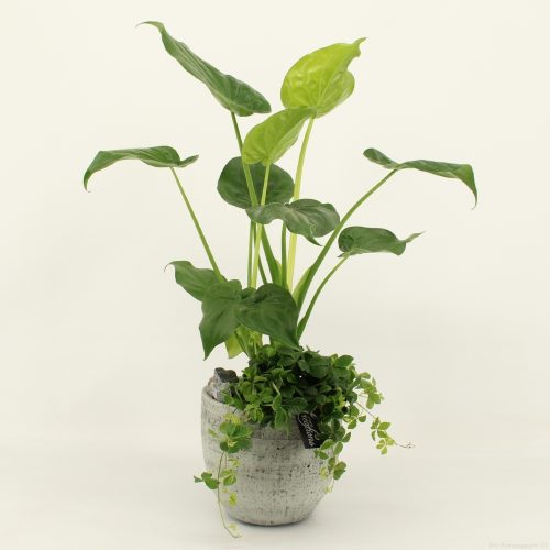 Grcr-2020 green creations	-	2	-	Adet