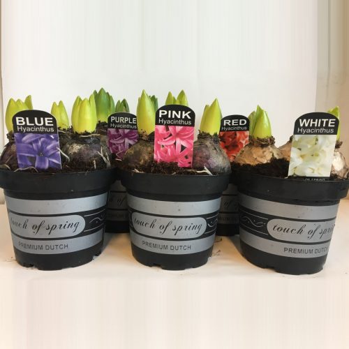 Hyacinthus orientalis mix