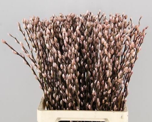 Salix Wilgenkatjes Pnt. L Pink - Salix verf