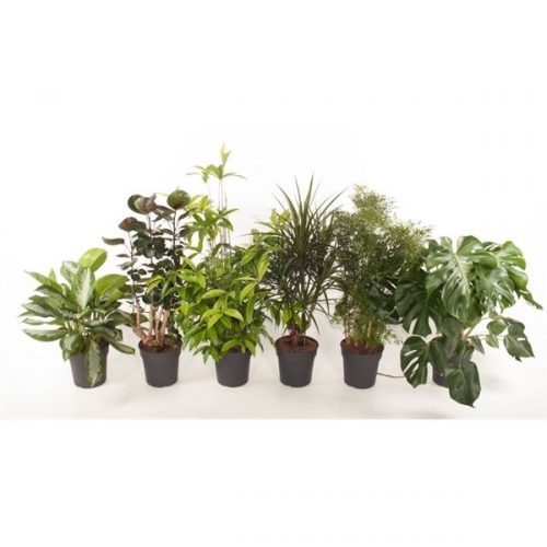 Kamerplanten mix vertakt + stam